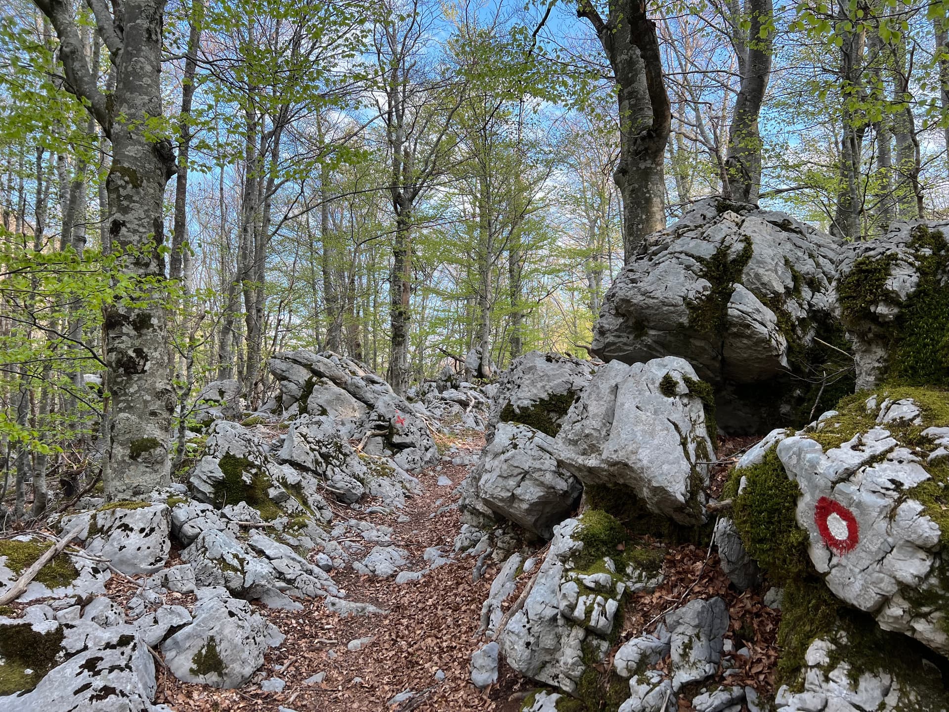 Hiking trail through rocky forest with mossy boulders and spring leaves on trees