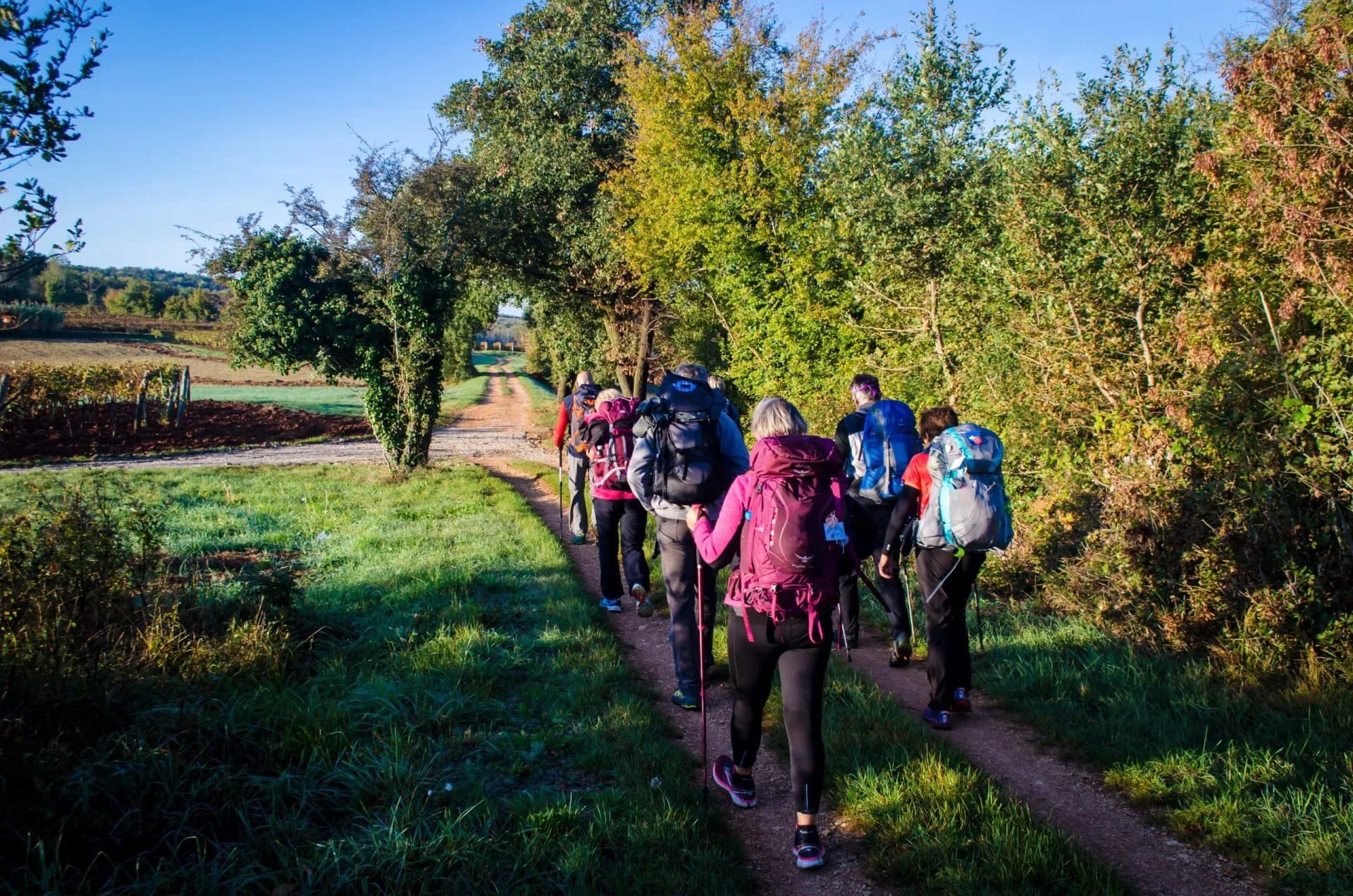 Hikers with backpacks walking on a dirt path lined with green trees in Istria.