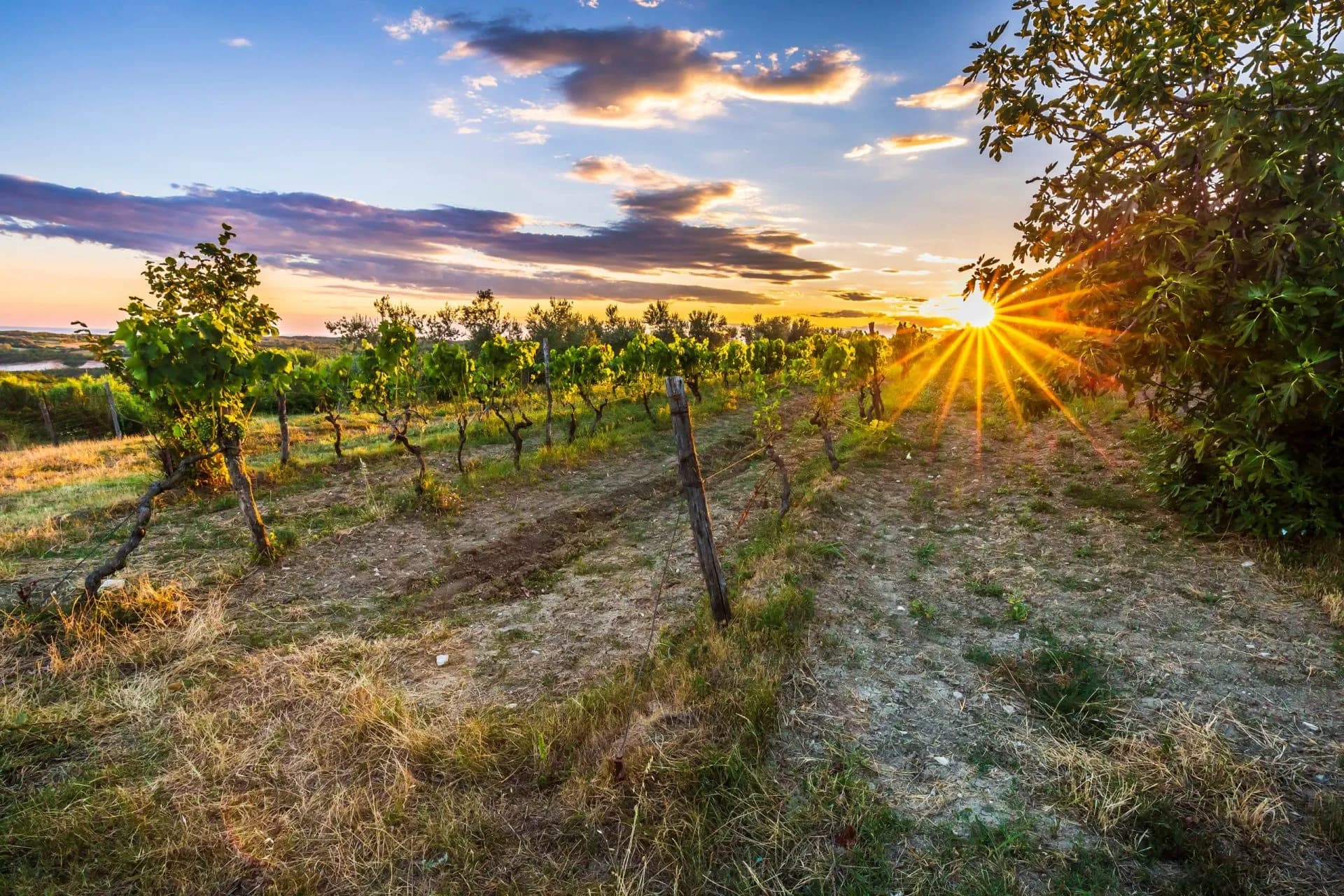 Vineyard rows at sunset with bright sun flare over dry grass and green foliage.