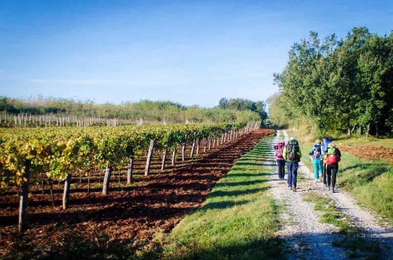 Caminando entre viñedos