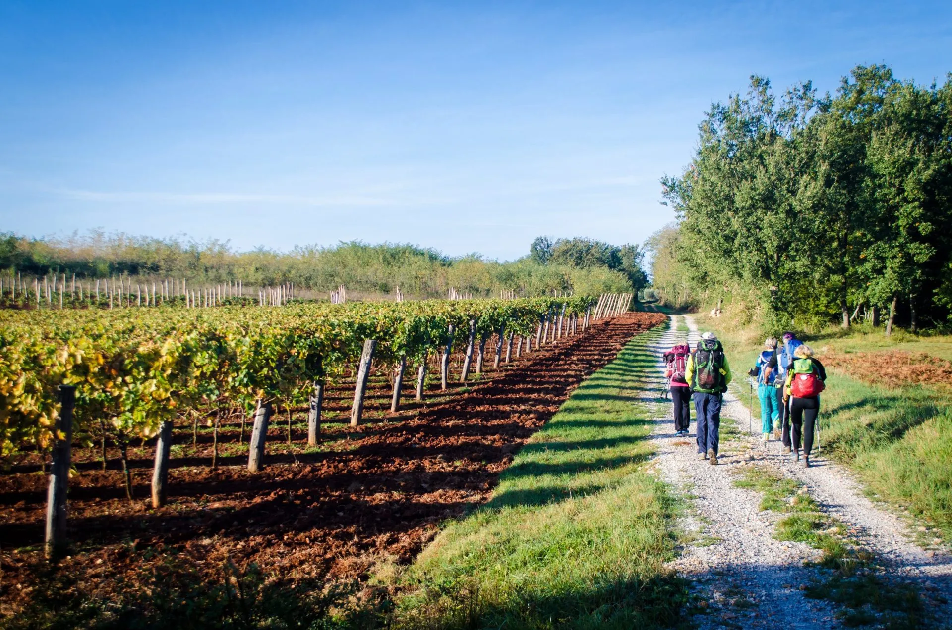 Walking between the vineyards
