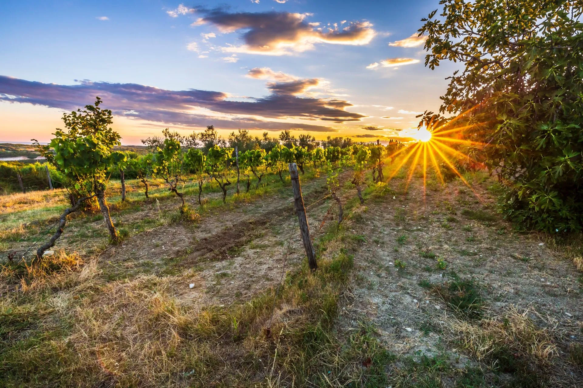 Sunset at a idyllic vineyard at the farmland of Istria, Croatia.